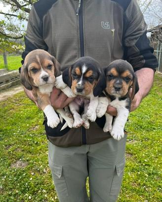 Beagle cuccioli pura razza con pedigree enci