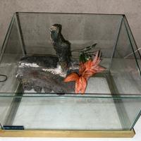 Acquario per tartaruga