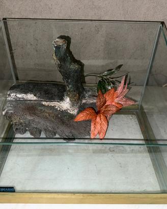 Acquario per tartaruga