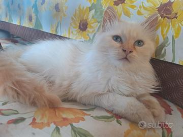 Gatto sacro birmania rosso intero