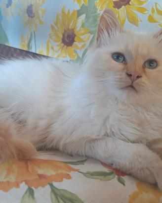 Gatto sacro birmania rosso intero