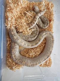 Pituophis catanifer sayi Ivory maschio adulto