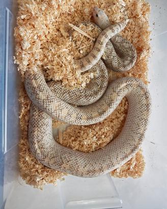Pituophis catanifer sayi Ivory maschio adulto