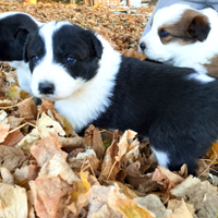 Cuccioli BORDER COLLIE DI RAZZA