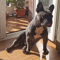 Bulldog francese Maschio per monta