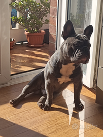 Bulldog francese Maschio per monta
