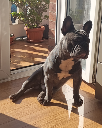 Bulldog francese Maschio per monta