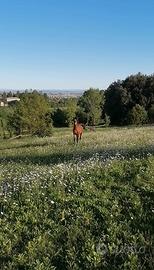 Terreno paddock