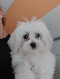 Maltese femmina