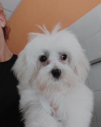 Maltese femmina