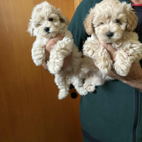 Maltippo taglia piccola