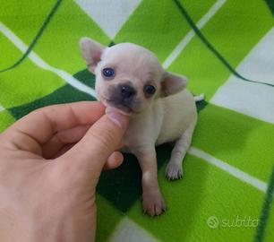 Dolcissimi chihuahua pedigree Enci
