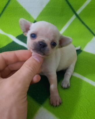Dolcissimi chihuahua pedigree Enci