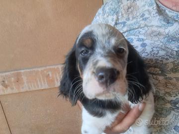 Setter inglese