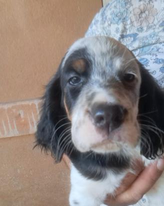 Setter inglese