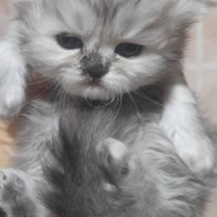 I più belli della lombardia