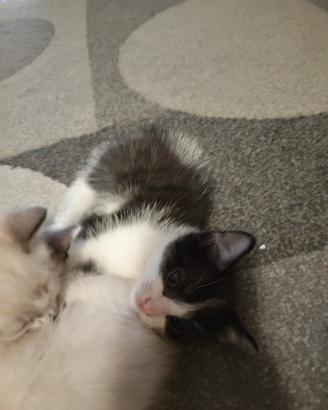 Gattina di quasi 2 mesi