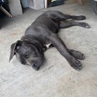 Cucciola cane corso