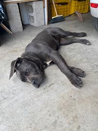 Cucciola cane corso