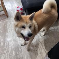 Akita inu