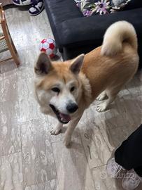Akita inu