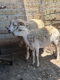 Coppia Pecore D'Ouassant