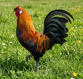 Gallo di piccola taglia