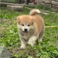 Akita Inu con pedigree ENCI