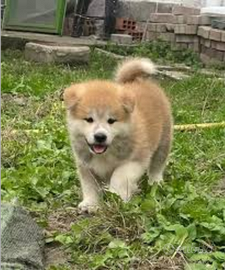 Akita Inu con pedigree ENCI