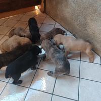 Cuccioli di segugio maremmano