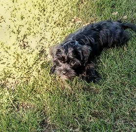 Cucciole taglia piccola incrocio maltese