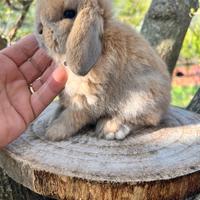 Mini lop