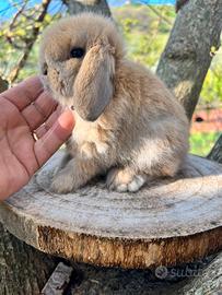 Mini lop