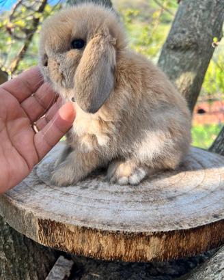 Mini lop