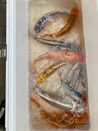 Koi multicolore