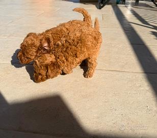 Cuccioli di barboncino toy rec