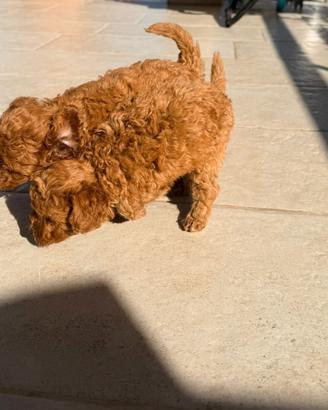 Cuccioli di barboncino toy rec