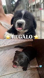 Cane Femmina pelo lungo/ Maschio pelo corto