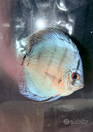 Discus 10 cm