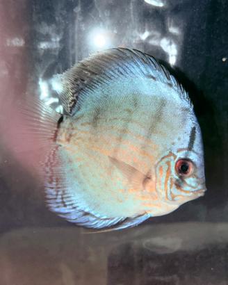 Discus 10 cm