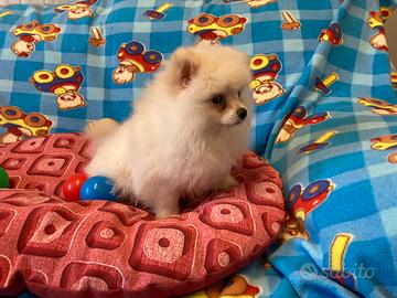 Cuccioli di Spitz nano con Pedigree