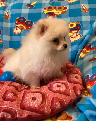 Cuccioli di Spitz nano con Pedigree