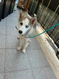 Husky