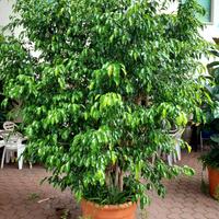 Ficus Benjamin