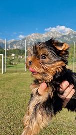 Cuccioli Yorkshire Terrier
