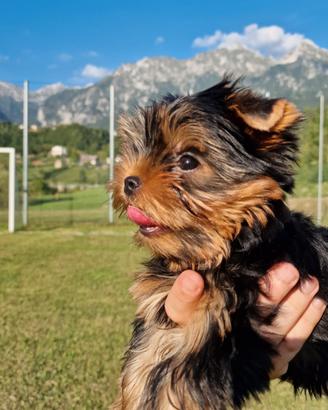 Cuccioli Yorkshire Terrier