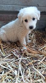 cuccioli pastore maremmano mix