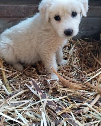 cuccioli pastore maremmano mix