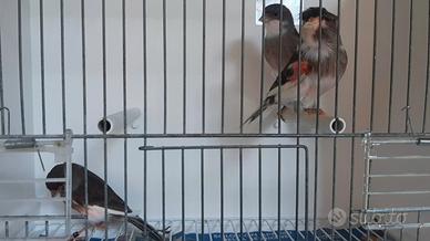 Canarine arlecchino portoghese