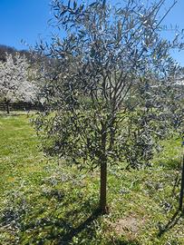  ULIVO 50 €  (Pratovecchiostia)
